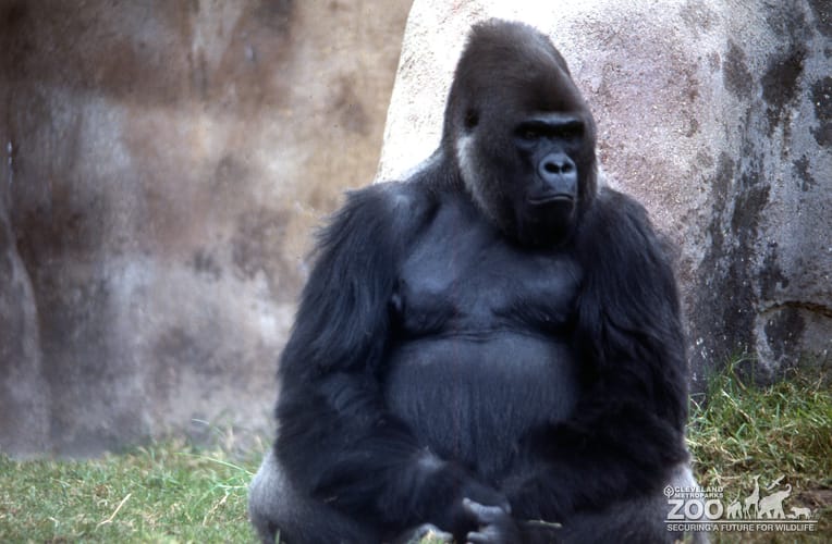 Gorilla, Western Lowland Thinking