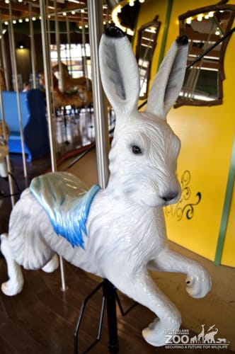 Arctic Hare - Carousel