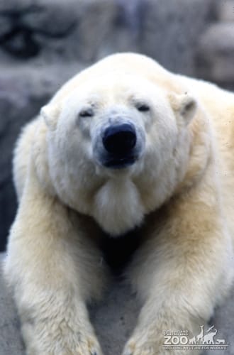 Polar Bear Laying On Rock With Paws Over Edge 2
