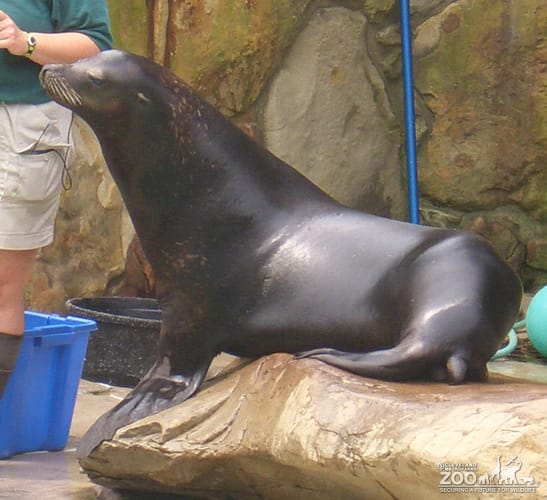 Huck the California Sea Lion