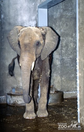 Elephant, African Kia