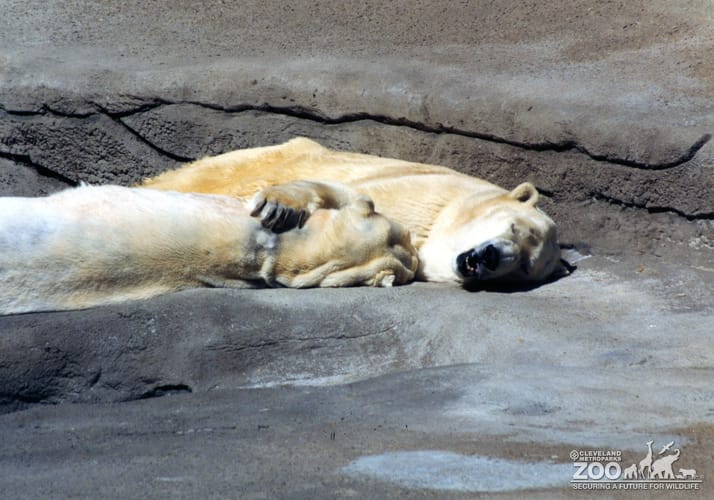 Polar Bears Napping and Hugging