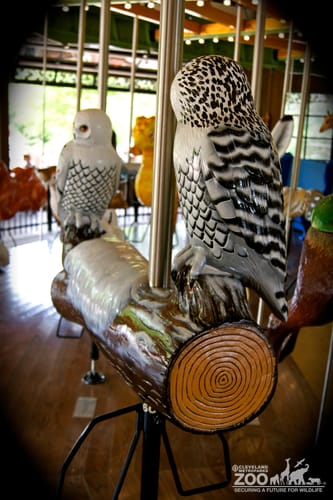 Snowy Owl - Carousel