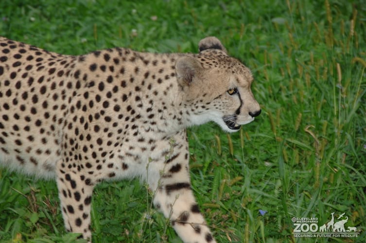 Cheetah Profile Right