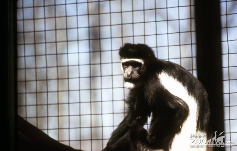 Colobus Monkey Side View