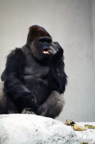 Gorilla, Western Lowland6