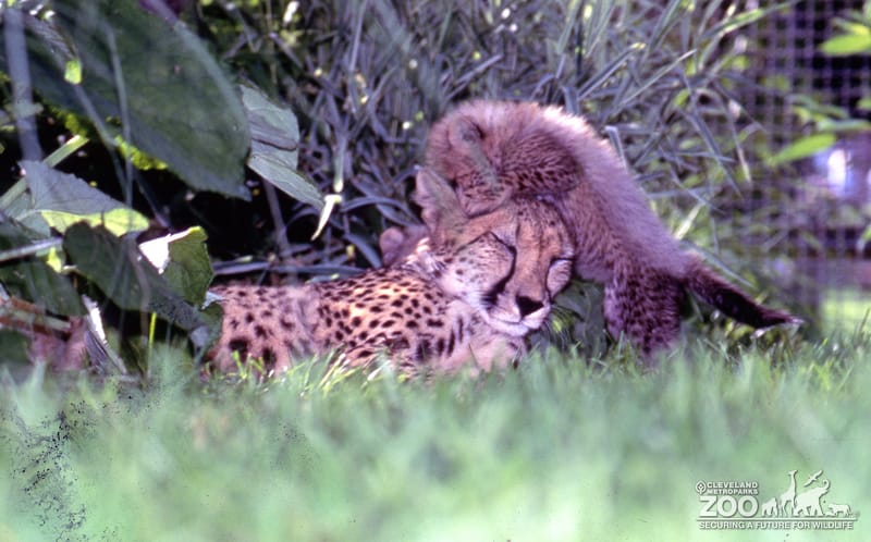 Cheetah with Cub