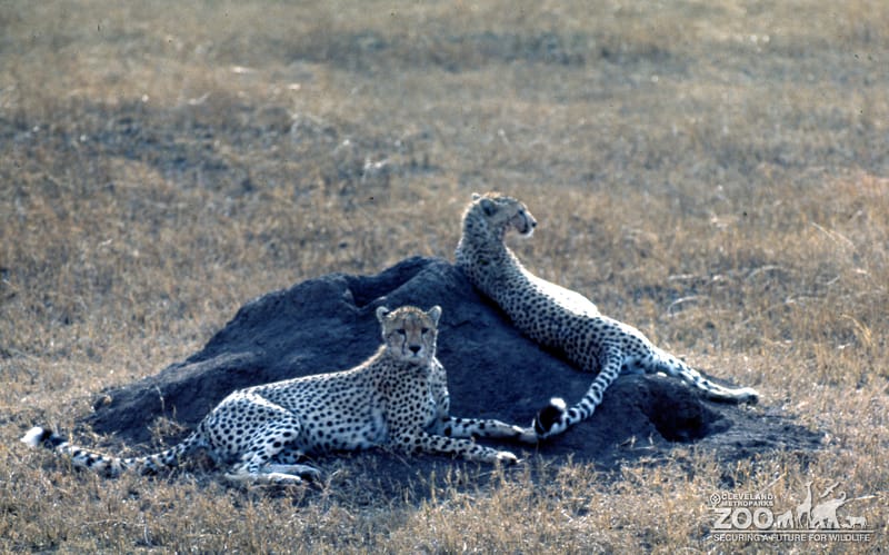 Cheetahs Resting On The Savanna