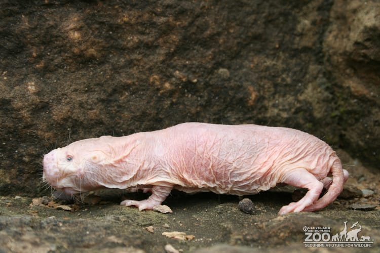 Naked Mole-Rat Profile Left