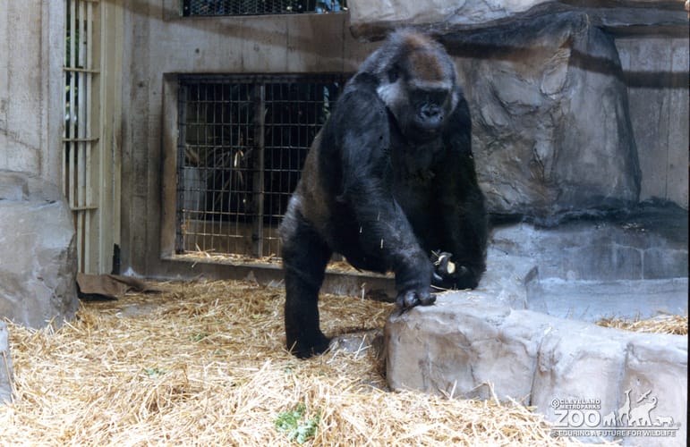 Gorilla, Western Lowland24