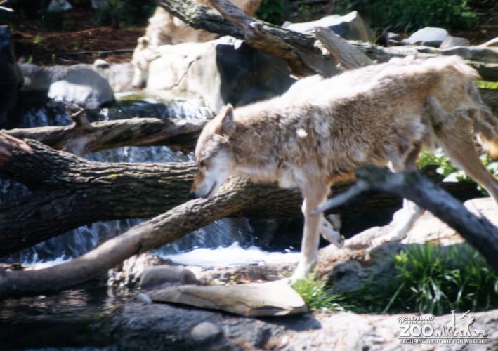 Mexican Gray Wolf Walking 2
