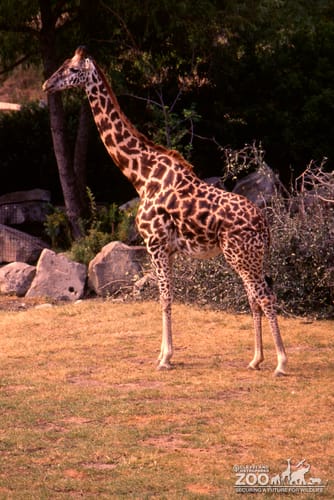 Giraffe, Masai Side View Up Close 3