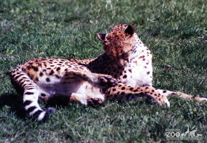 Cheetah Reclining