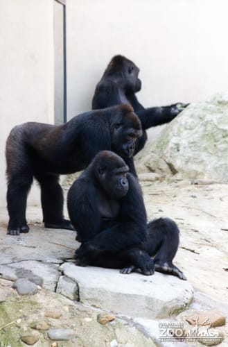 Gorillas, Western Lowland2