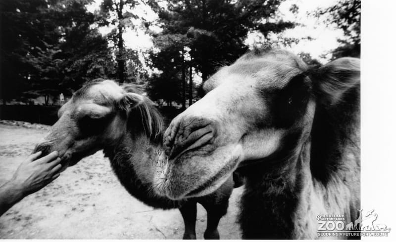 Two Camel Close-up 2