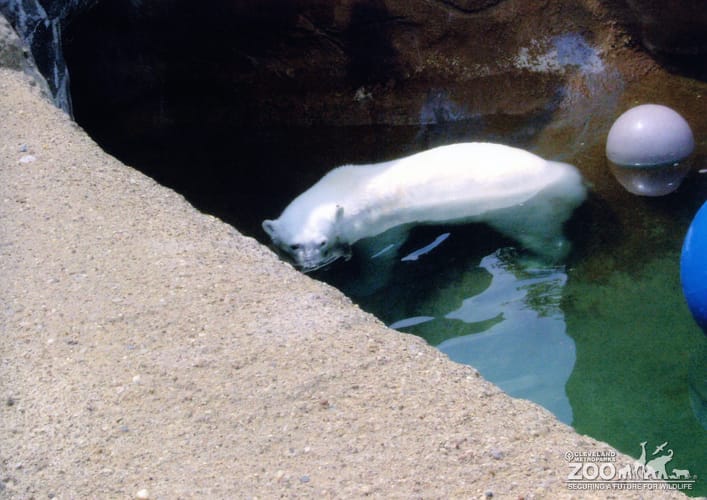 Polar Bear Swimming