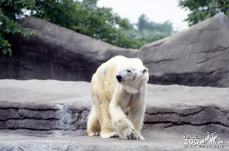 Polar Bear Walking On Rocks