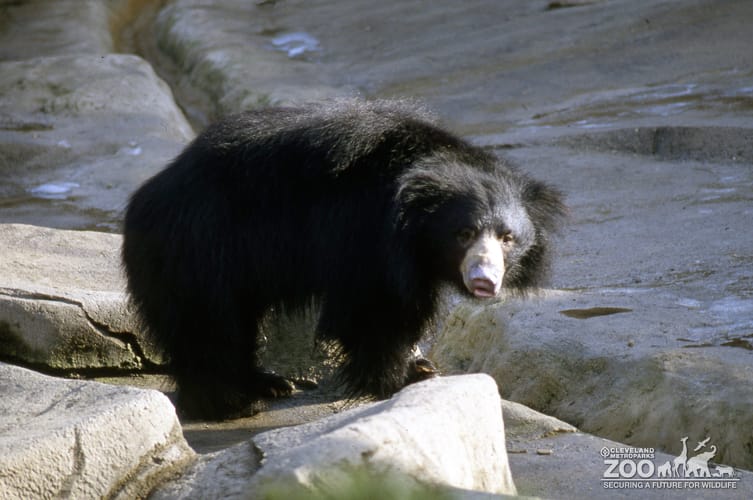 Sloth Bear Side Profile