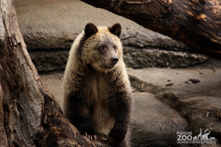 Grizzly Looks to the Side