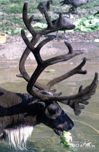 Reindeer Side View Up Close