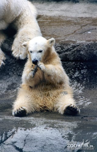 Polar Bear Sitting Up Eating