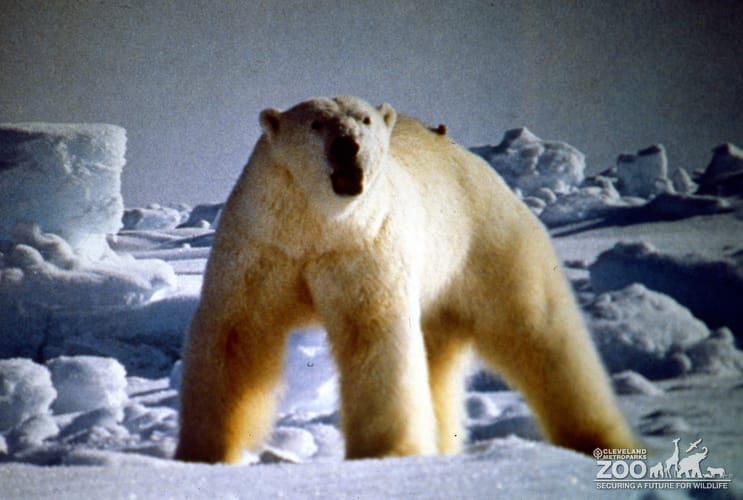 Polar Bear Laying On Rock In Profile
