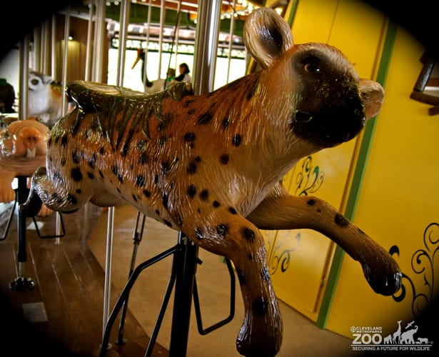 Spotted Hyena - Carousel