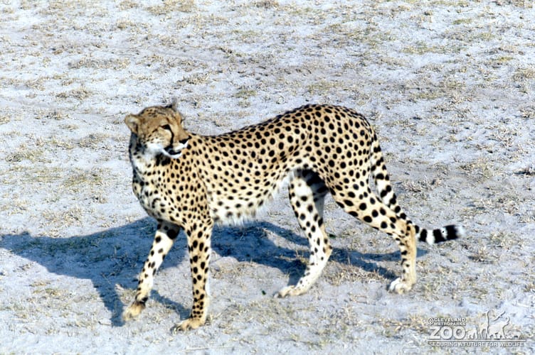 Cheetah Looking To The Left