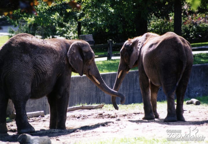 Elephants, African 7