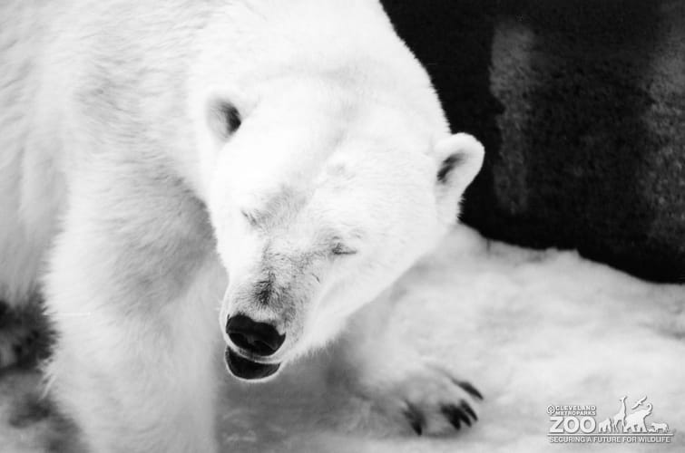 Polar Bear Up Close Of Face With Eyes Close