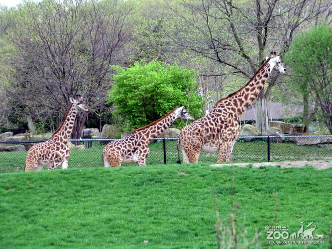 Giraffes Three in a Row
