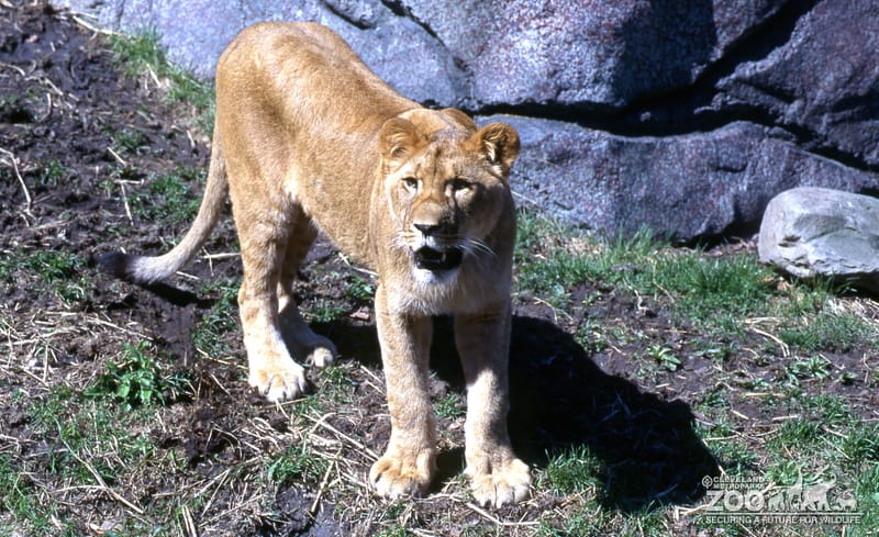 Lioness, African Up Close Standing