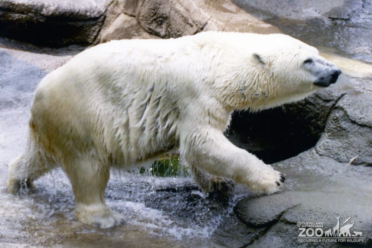 Polar Bear Wet From Water