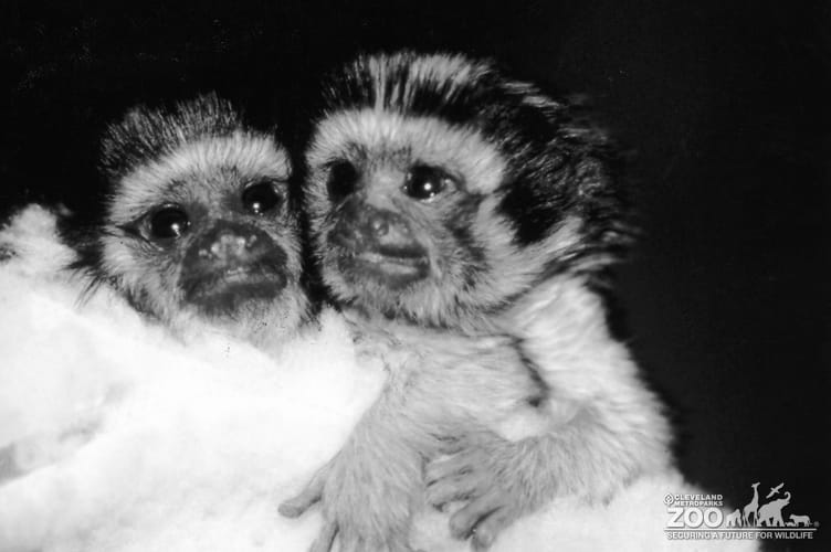 Tamarin, Geoffroy's3