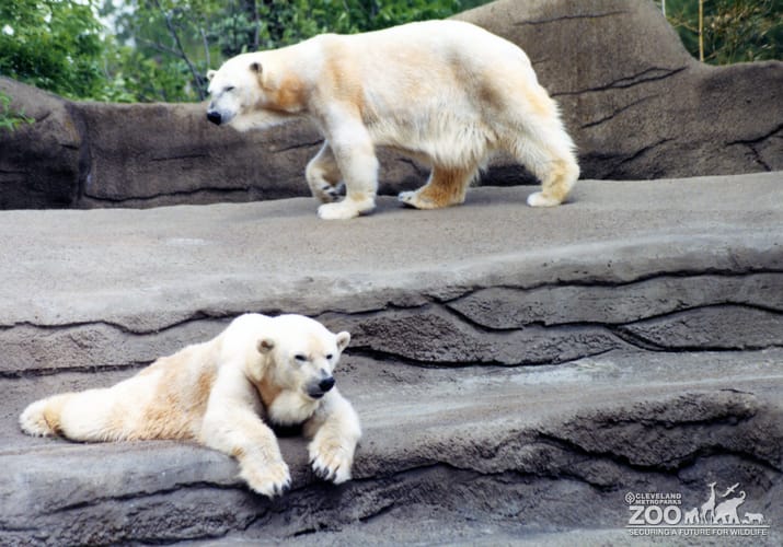 Two Polar Bears Enjoying Exhibit