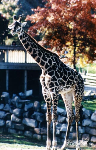 Giraffe, Masai5