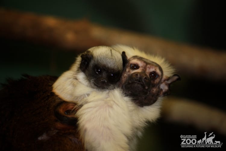 Pied Tamarin and Baby 3