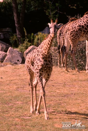 Giraffe, Masai Walking Up Close