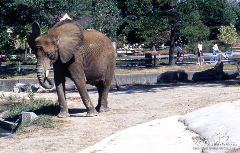 Elephant, African With Flared Ears 