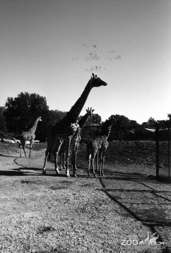 Giraffe, Masai Group3