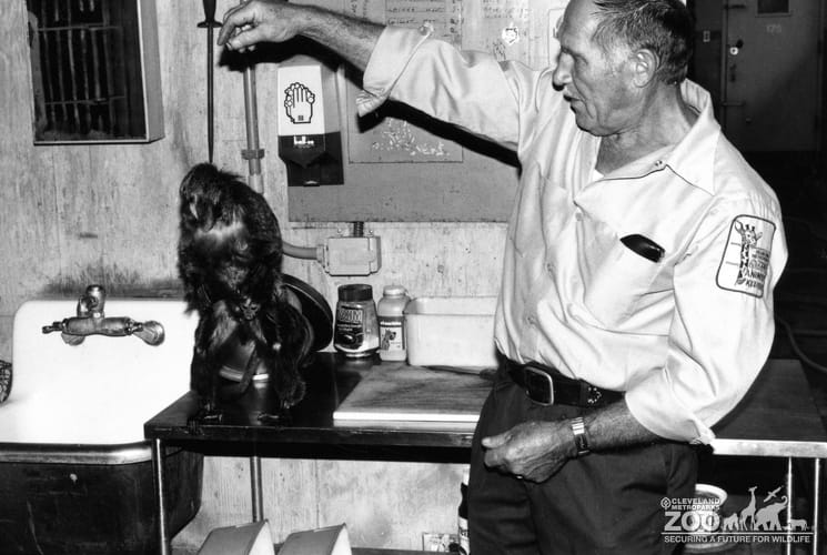 Pale-Headed Saki With Keeper