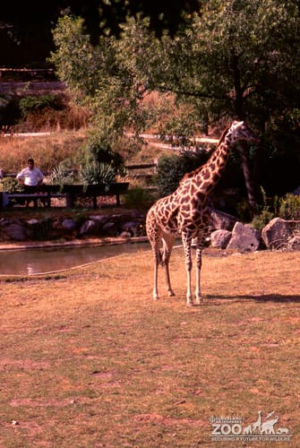 Giraffe, Masai Looking Left