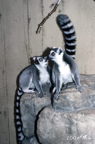 Ring-Tailed Lemurs Sitting On Rock
