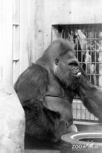 Gorilla, Western Lowland, Timmy2