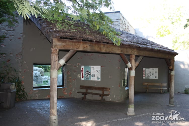 Gorilla Outdoor Exhibit 1