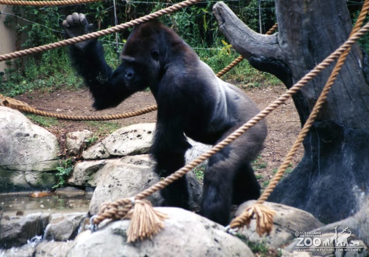 Gorilla, Western Lowland12