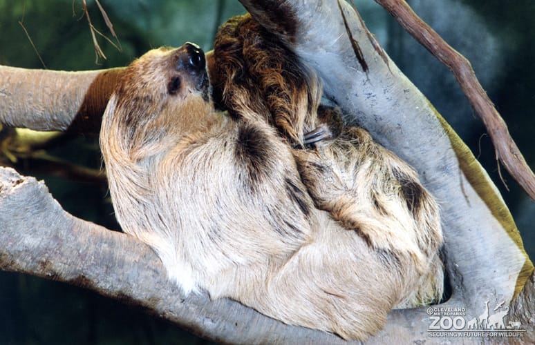 Two-Toed Sloth Laying In Tree