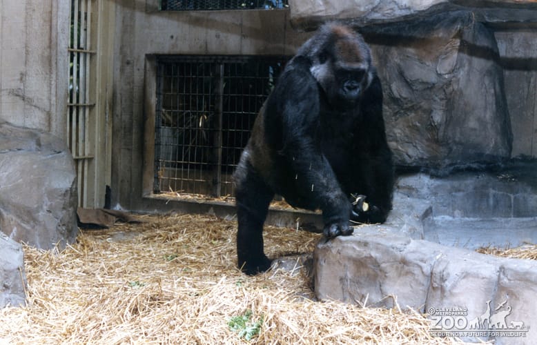 Gorilla, Western Lowland19