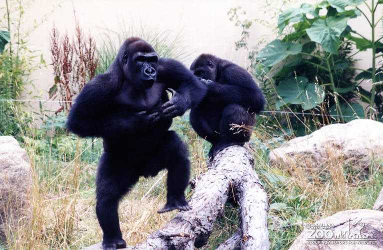 Gorillas, Western Lowland3