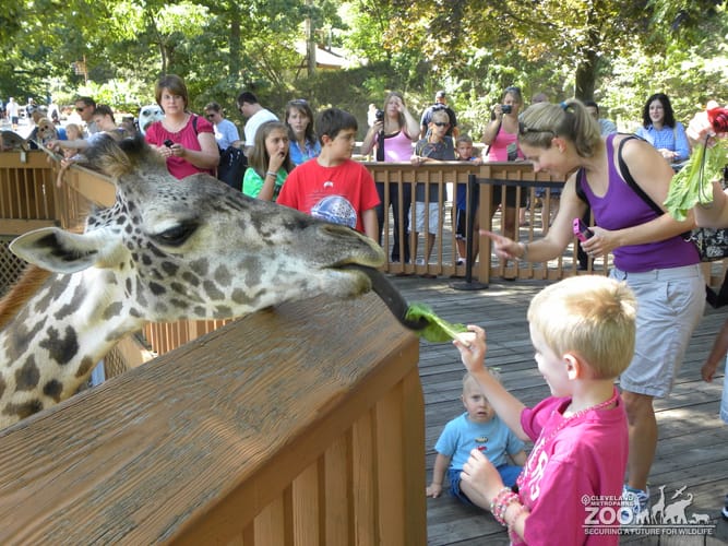 Children Feeding the Giraffes
